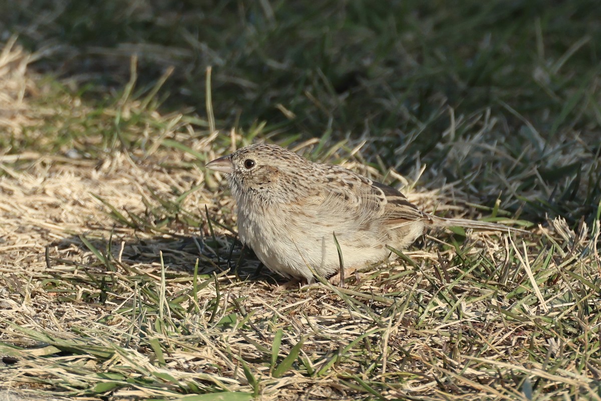 Cassin's Sparrow - ML646697526