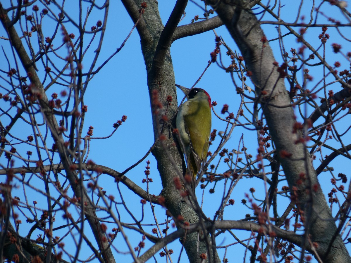 Eurasian Green Woodpecker - ML646697527
