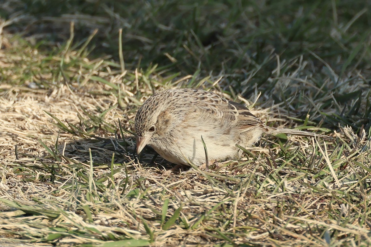 Cassin's Sparrow - ML646697528