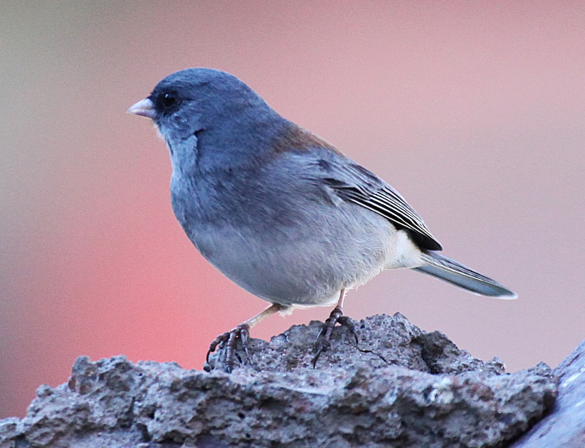 Dark-eyed Junco - ML646697529