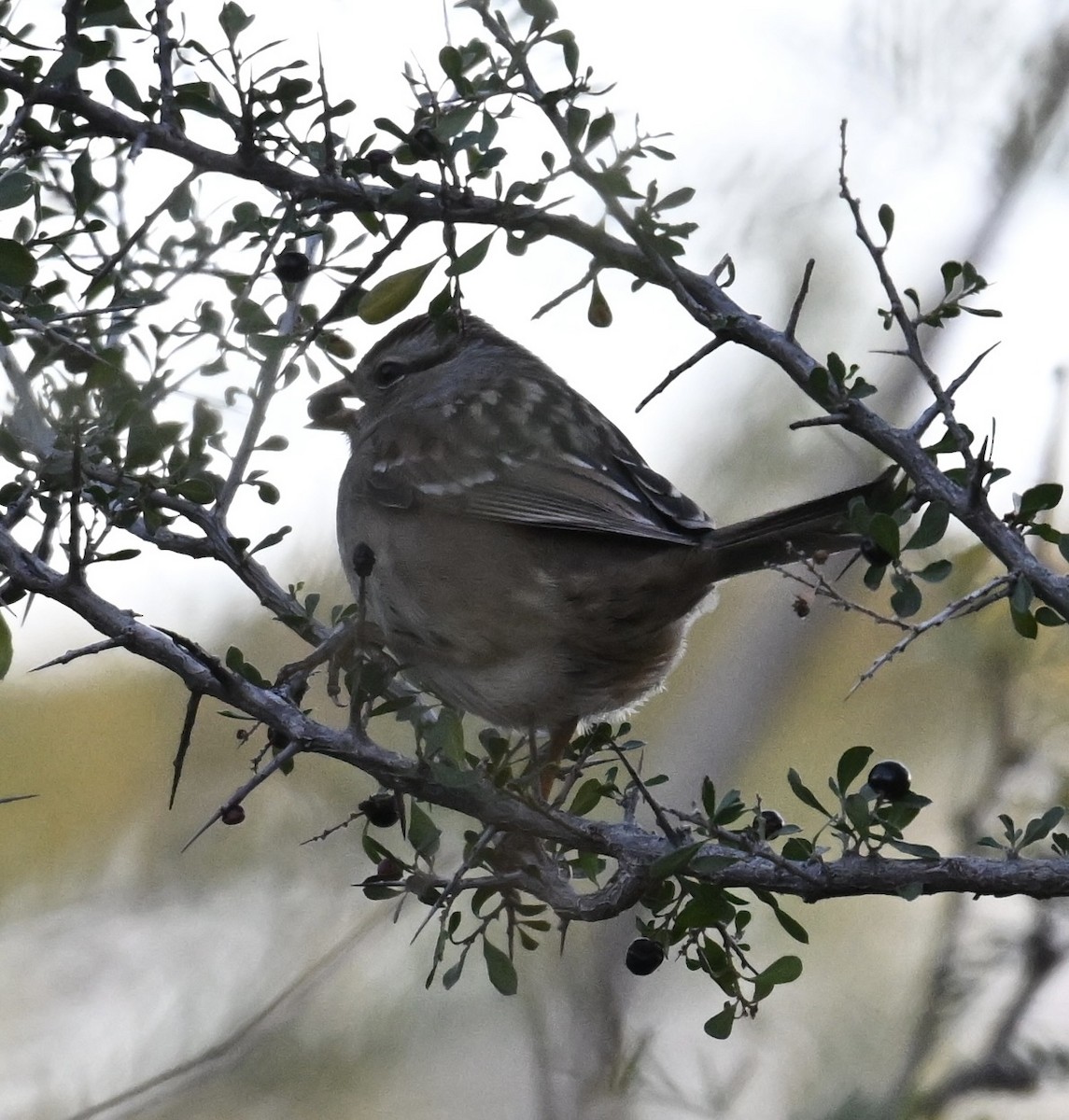 Dachsammer - ML646697530