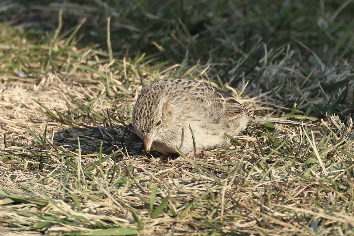 Cassin's Sparrow - ML646697531