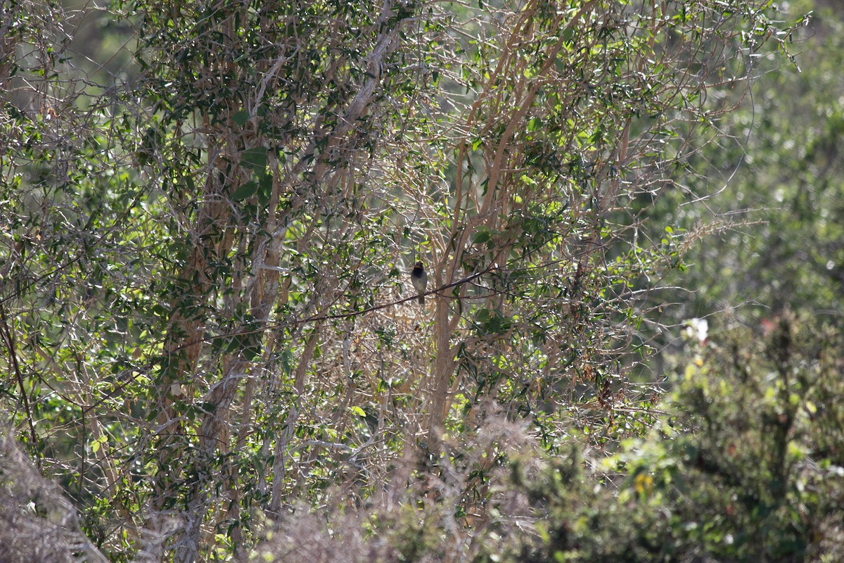 Tiaris grand-chanteur - ML646697532