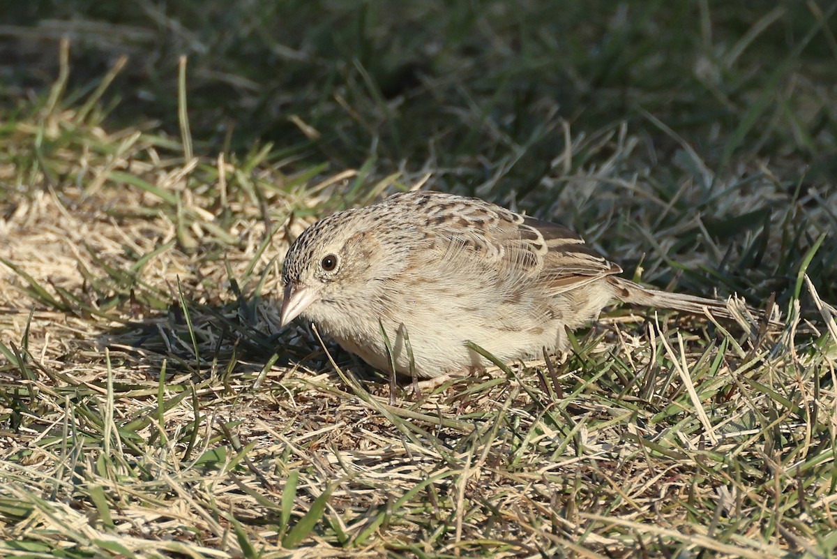 Cassin's Sparrow - ML646697534