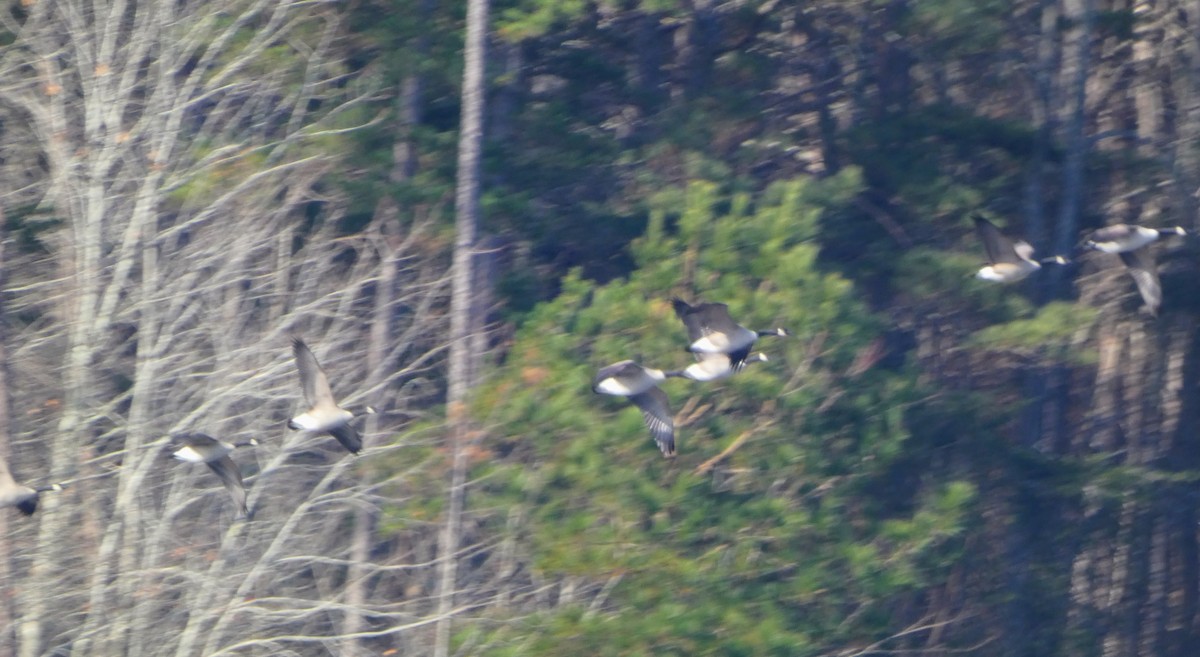 Canada Goose - ML646697535