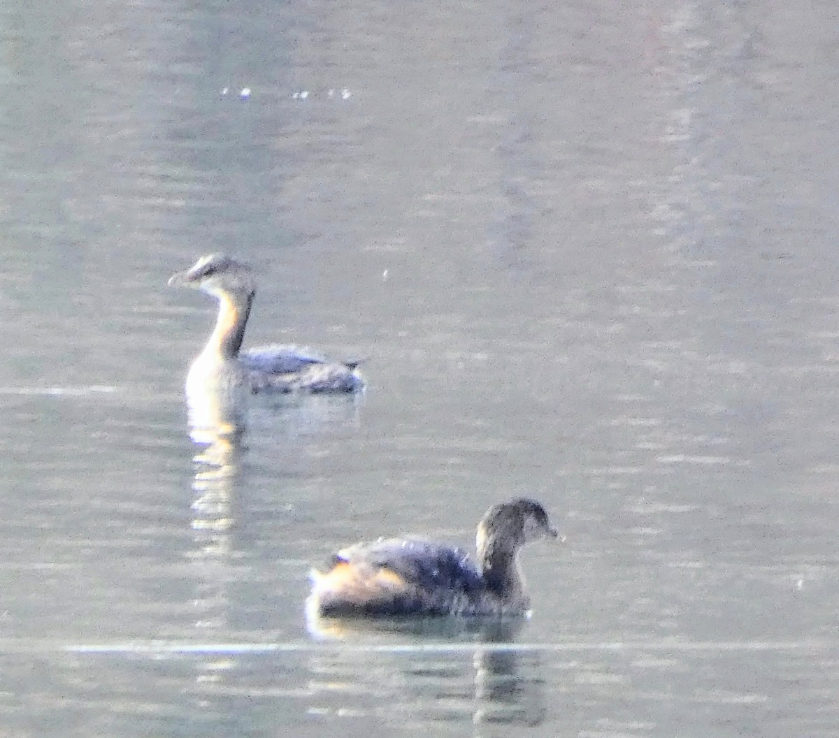 Pied-billed Grebe - ML646697539
