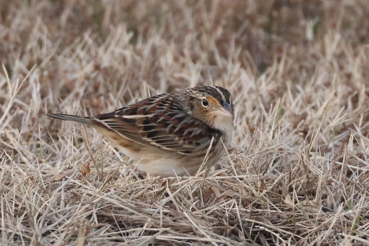 Grasshopper Sparrow - ML646697542