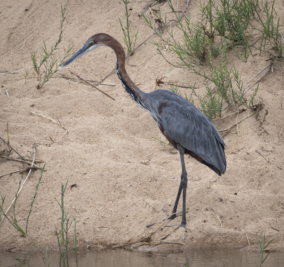 goliathegre - ML646697543