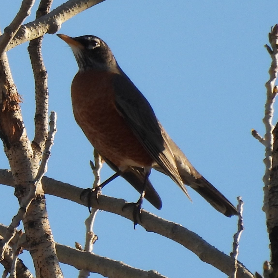 American Robin - ML646697544