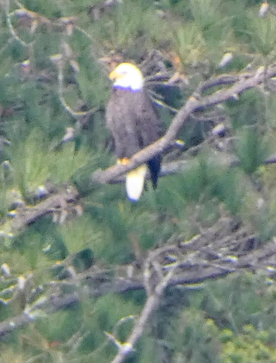 Bald Eagle - ML646697545