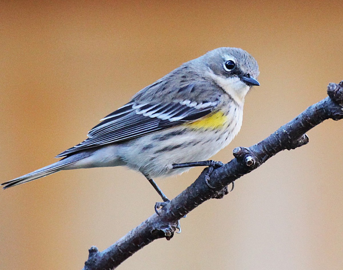 Yellow-rumped Warbler - ML646697546