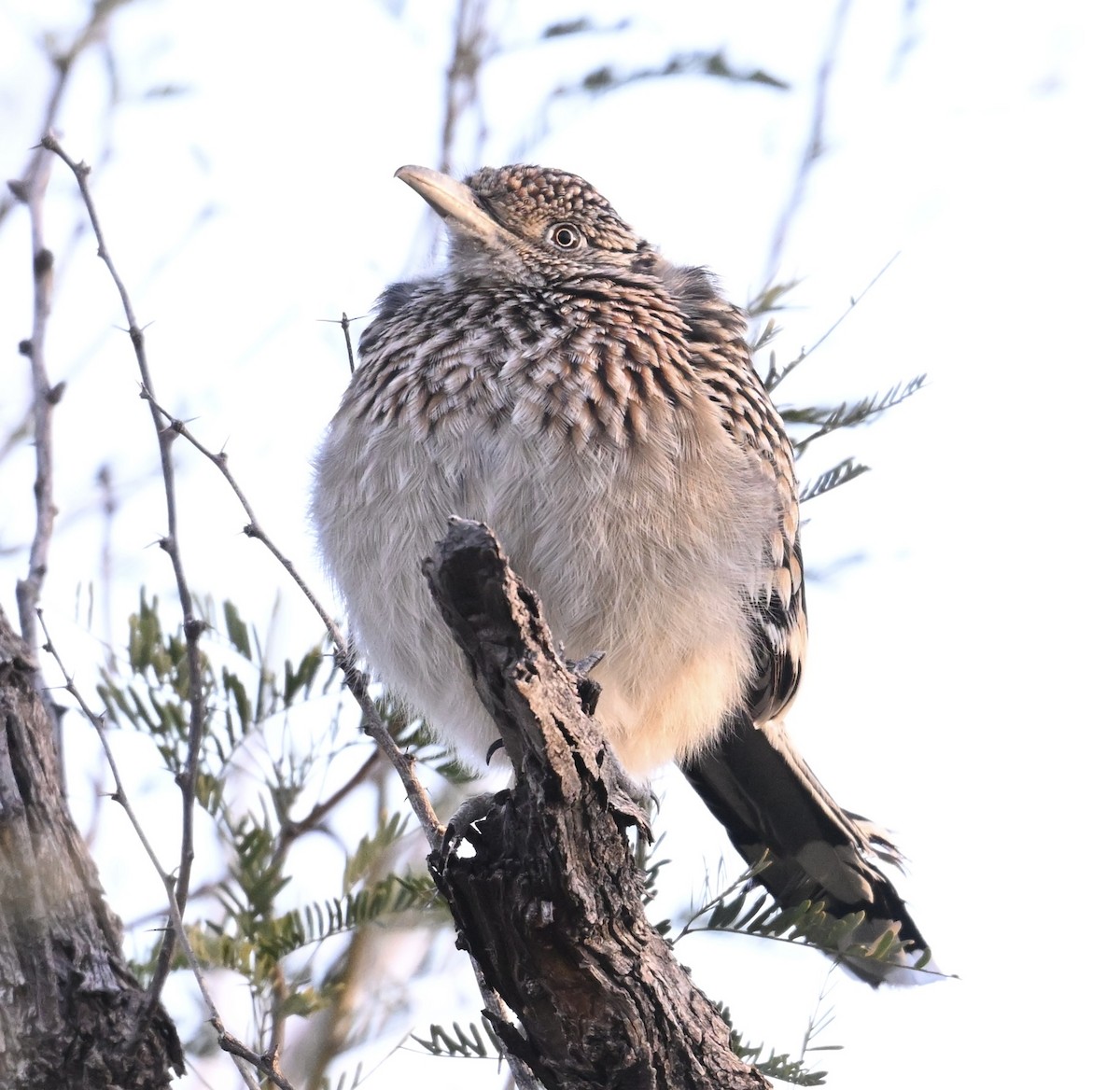 Wegekuckuck - ML646697551