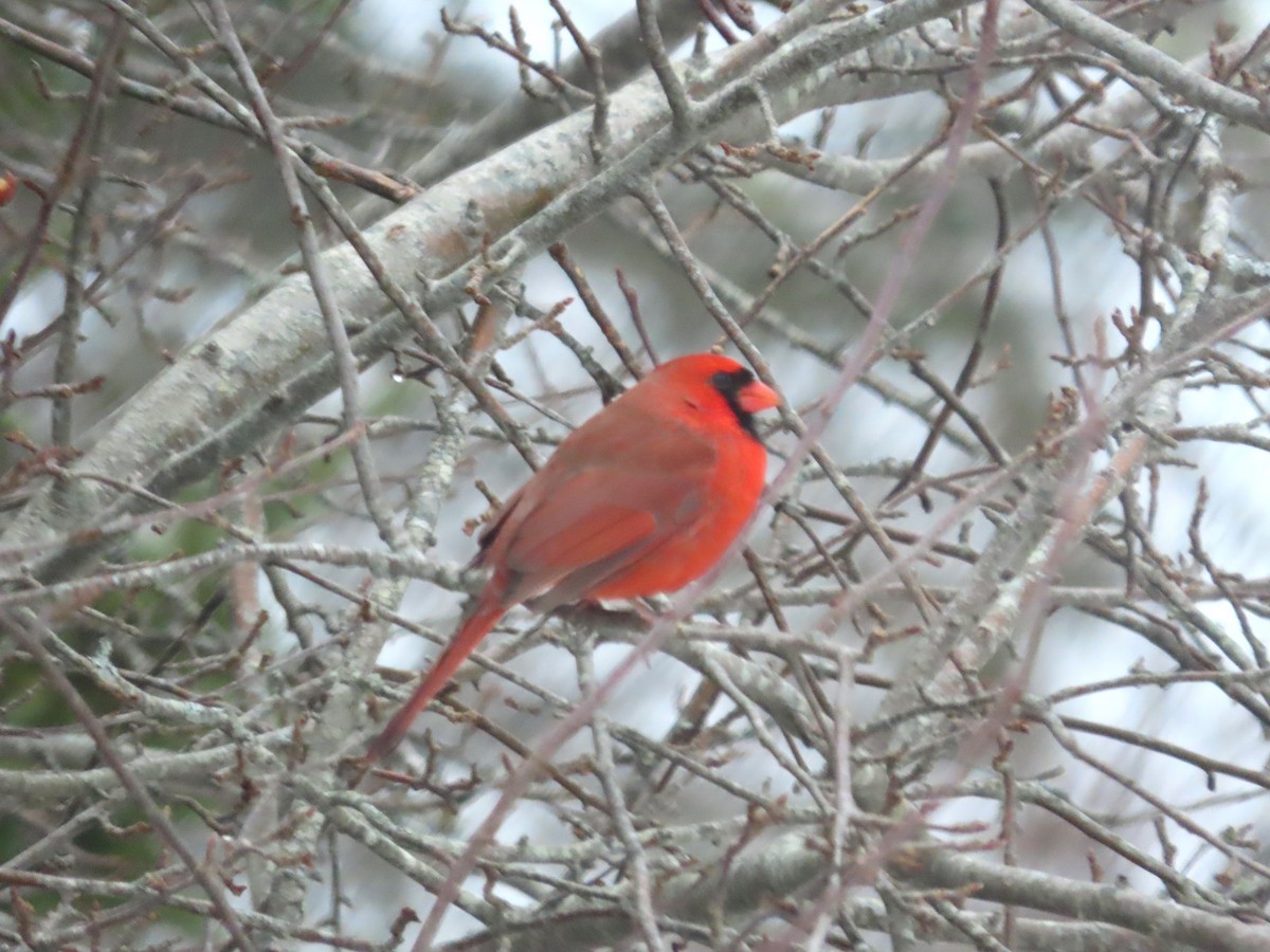 Kırmızı Kardinal - ML646697555