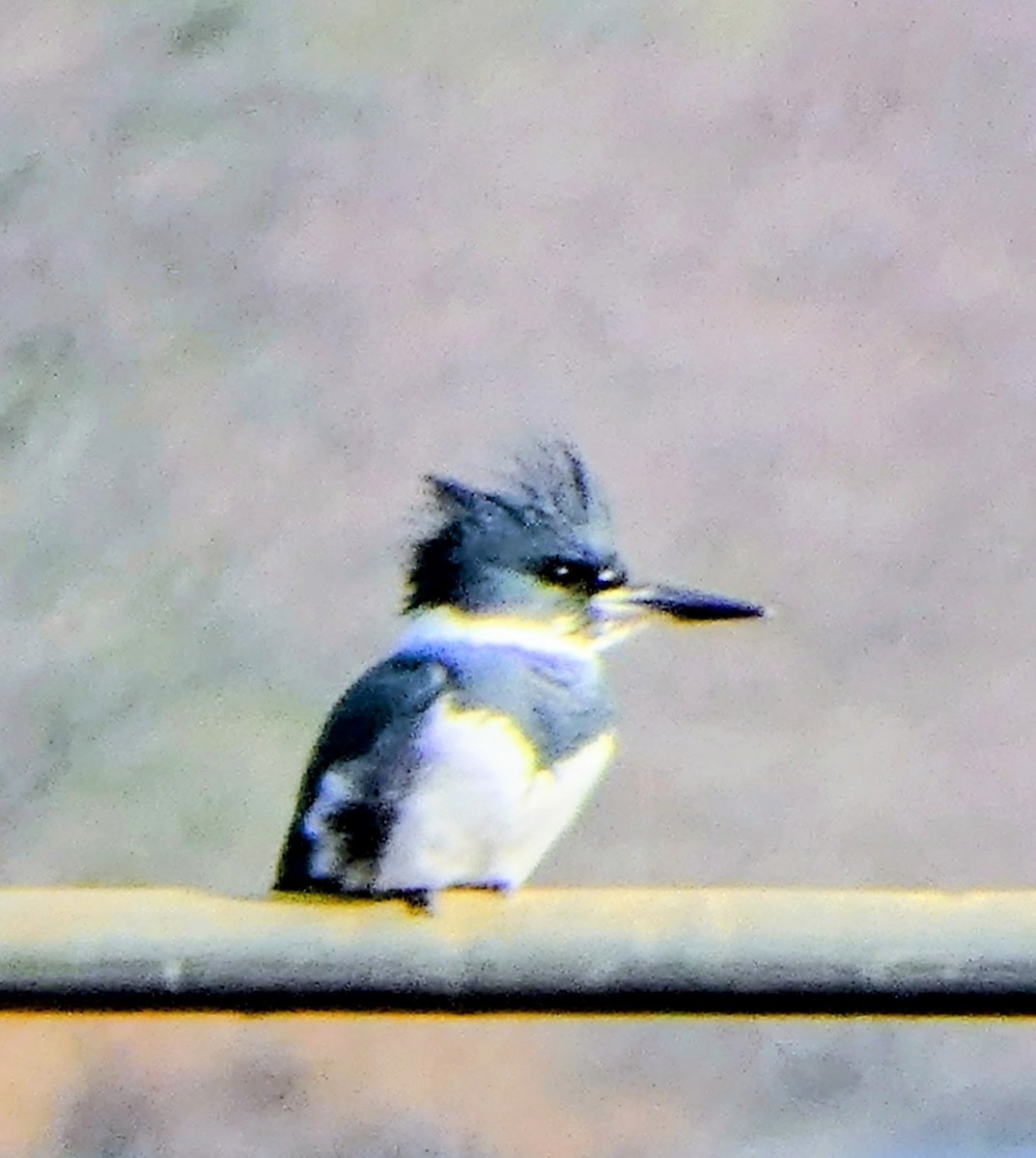 Belted Kingfisher - ML646697556