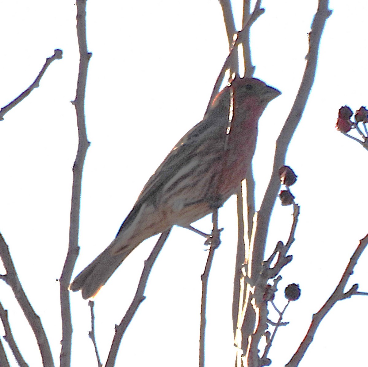 Roselin familier - ML646697558