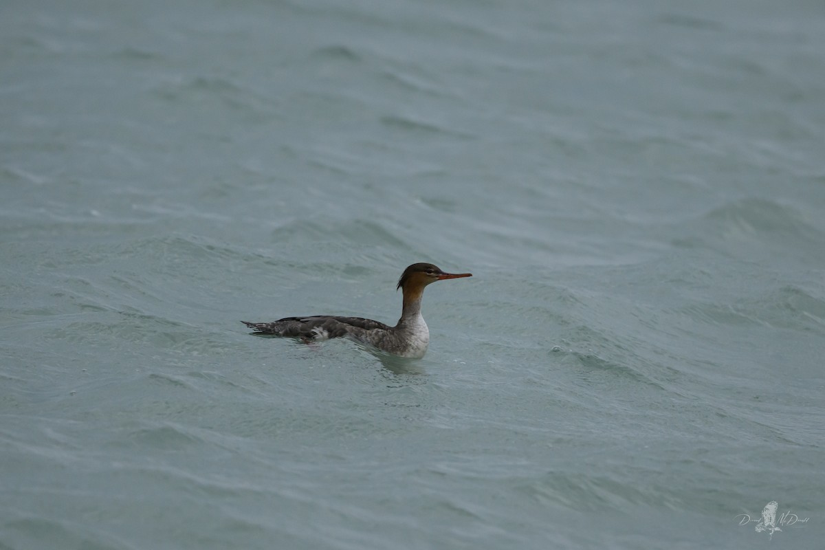 Red-breasted Merganser - ML646697562