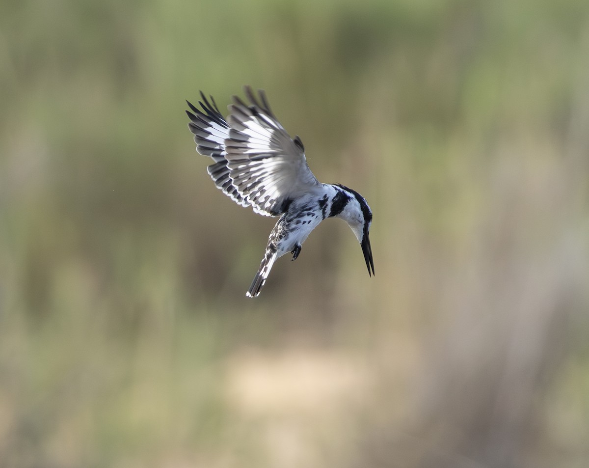 terneisfugl - ML646697563