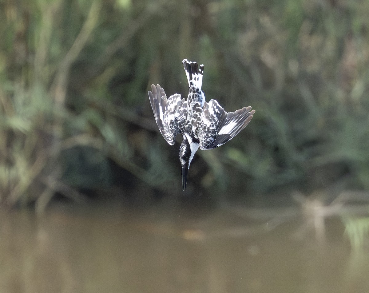 terneisfugl - ML646697564