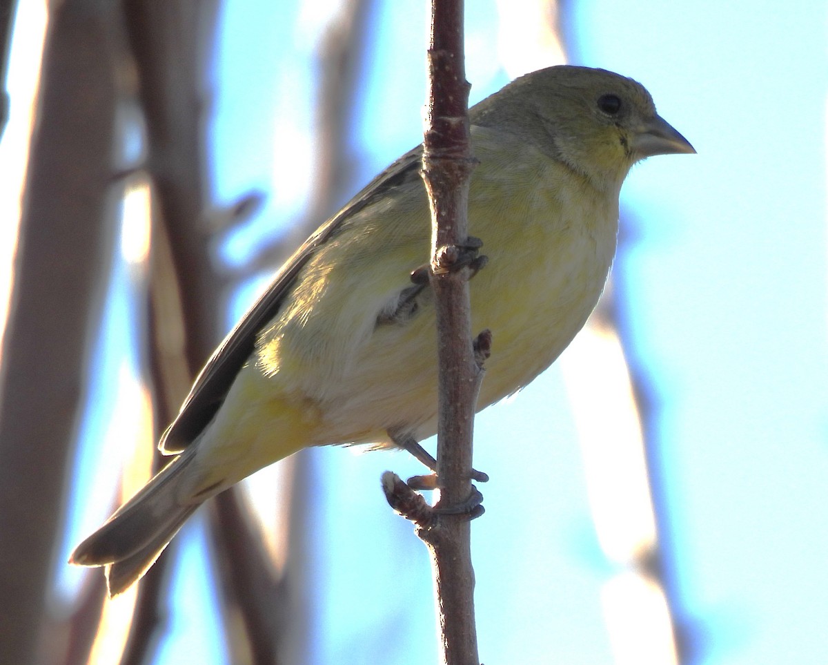 Lesser Goldfinch - ML646697565