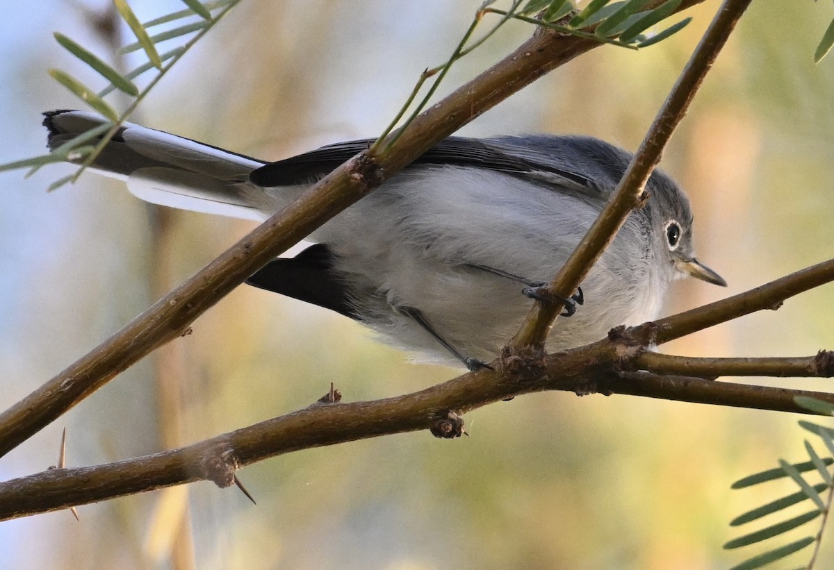 Blaumückenfänger - ML646697566