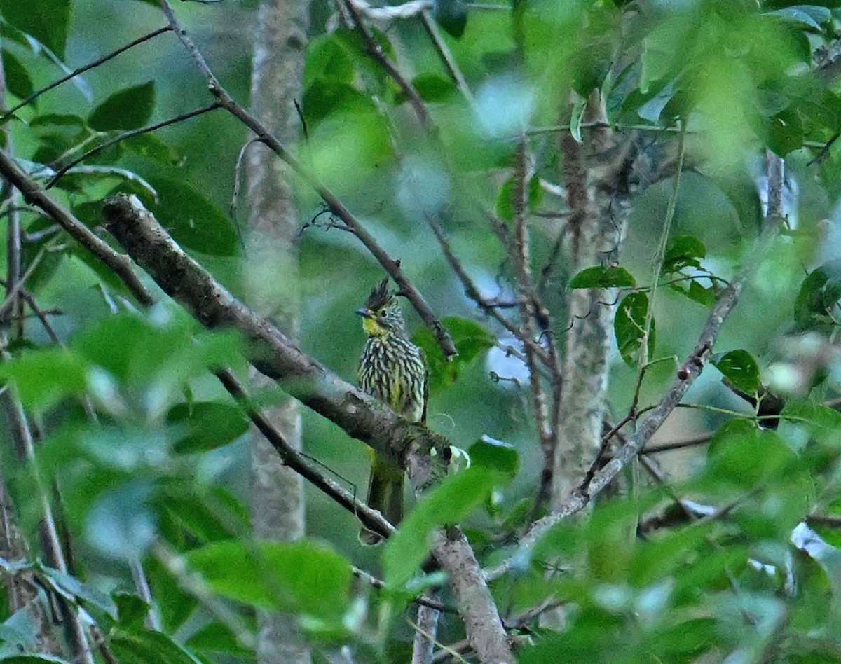 Striated Bulbul - ML646697568