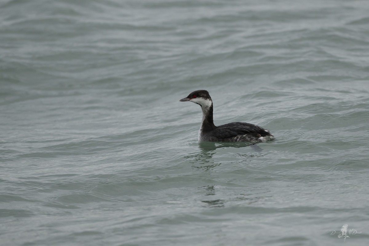 Horned Grebe - ML646697569