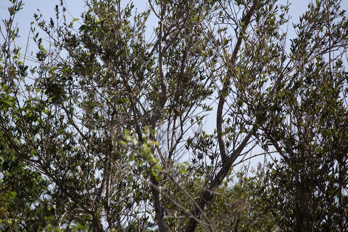 Paruline tigrée - ML646697570