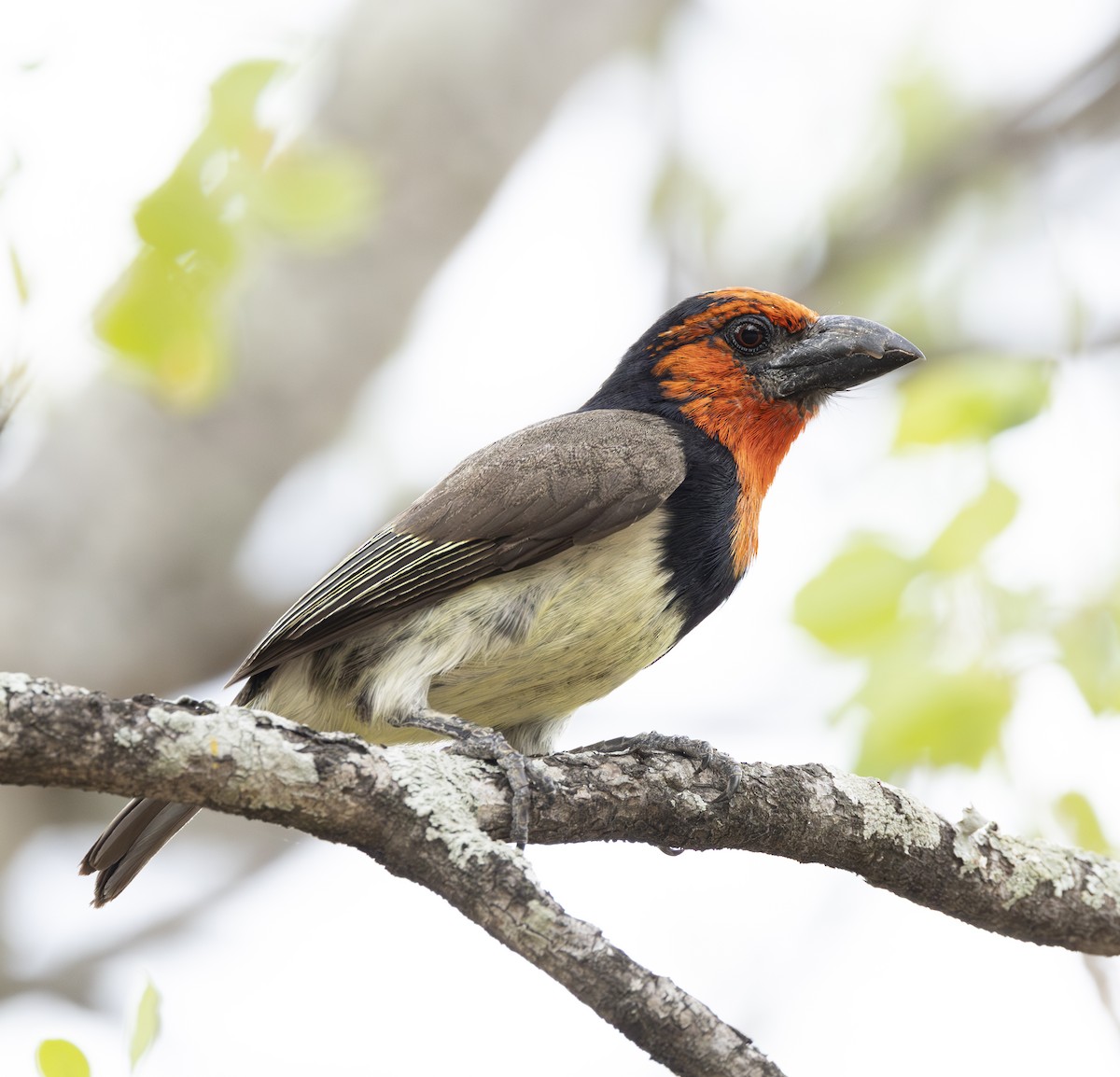 krageskjeggfugl - ML646697571