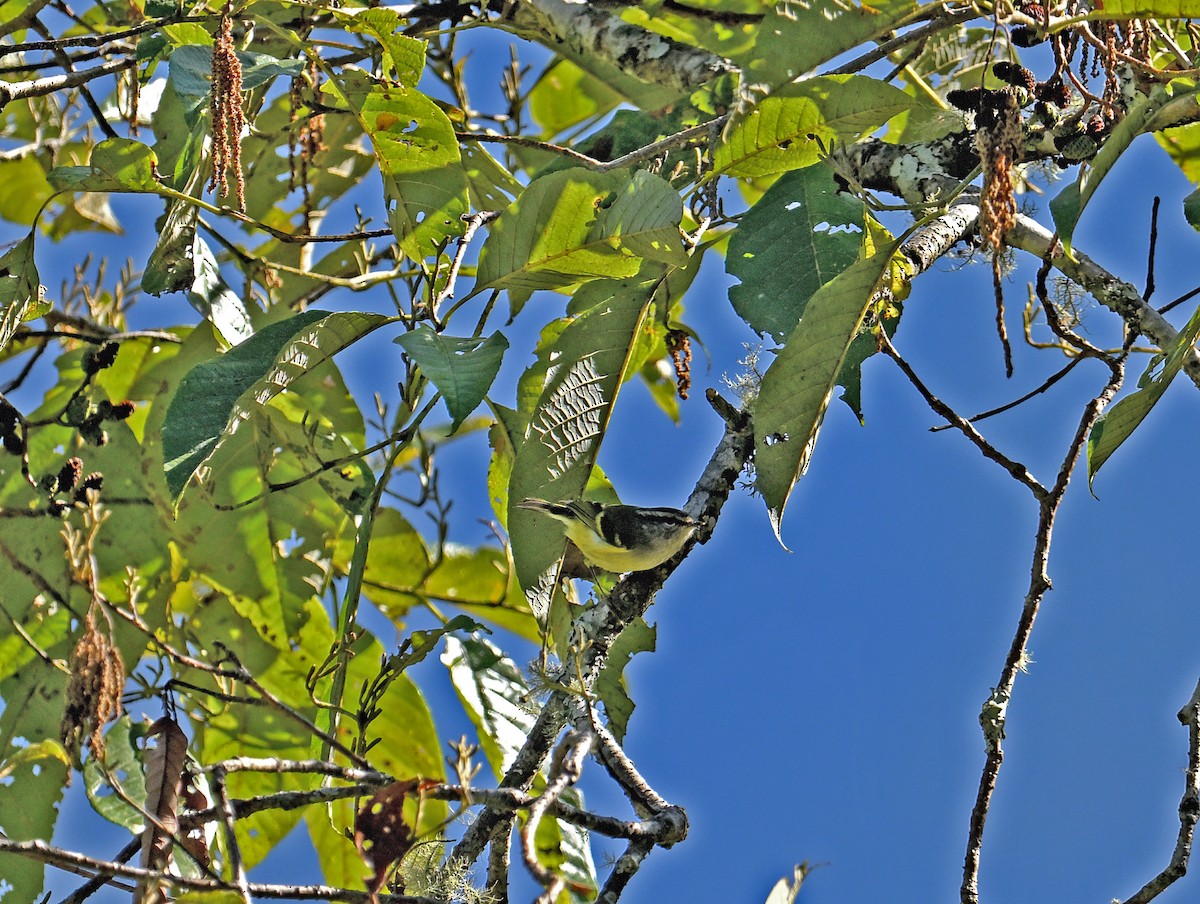 budníček žlutobřichý - ML646697572