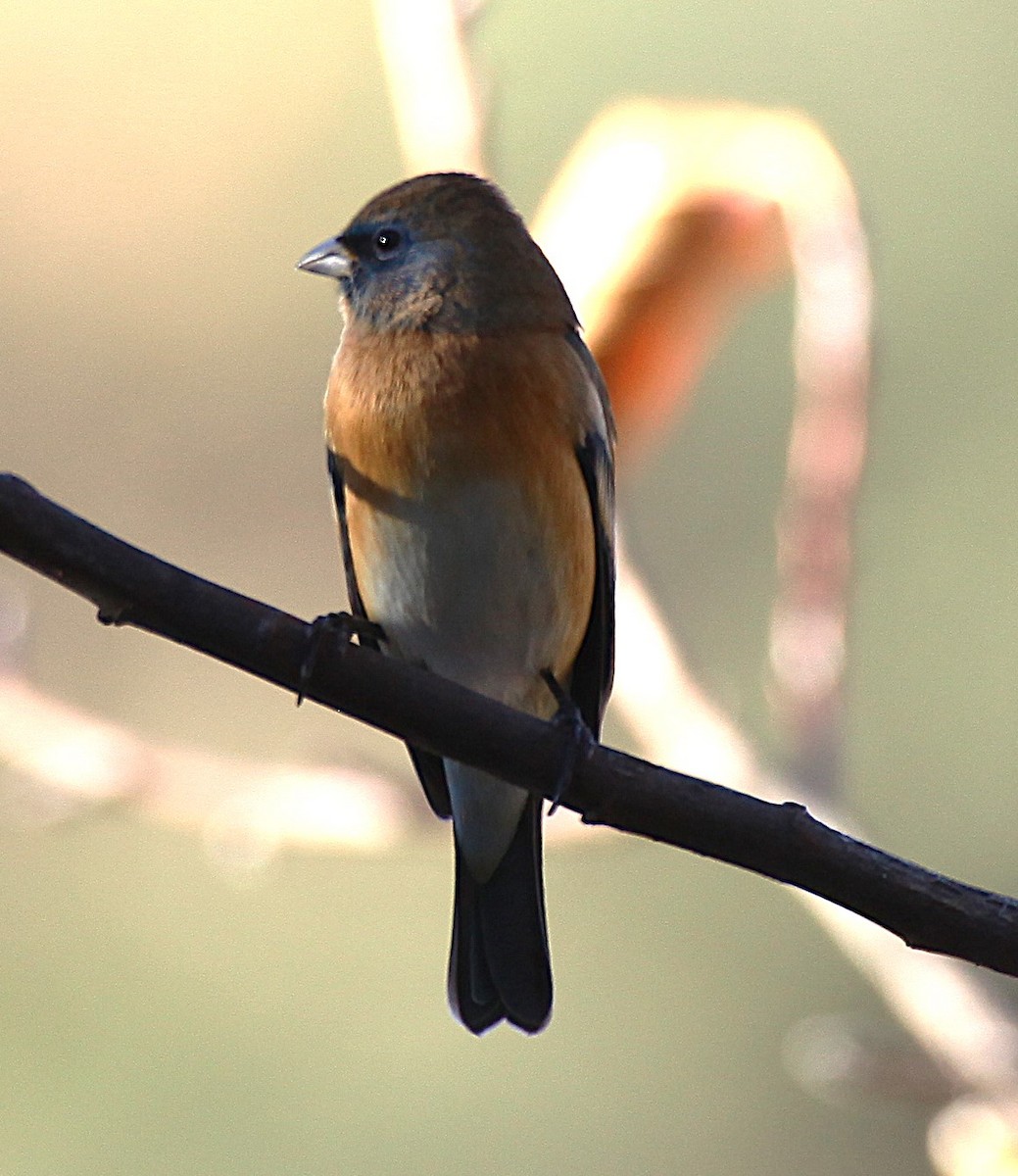 Lazuli Bunting - ML646697573