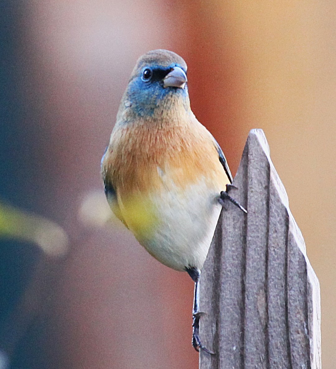 Lazuli Bunting - ML646697574