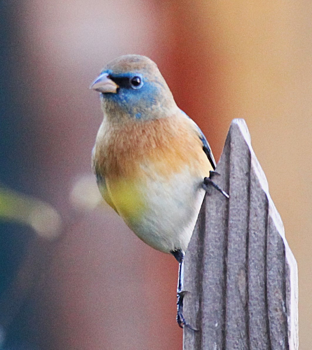 Lazuli Bunting - ML646697575