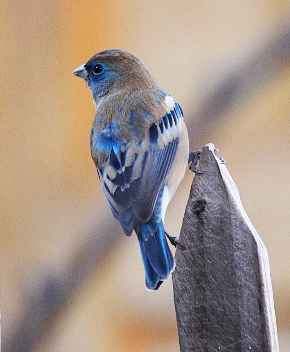 Lazuli Bunting - ML646697576