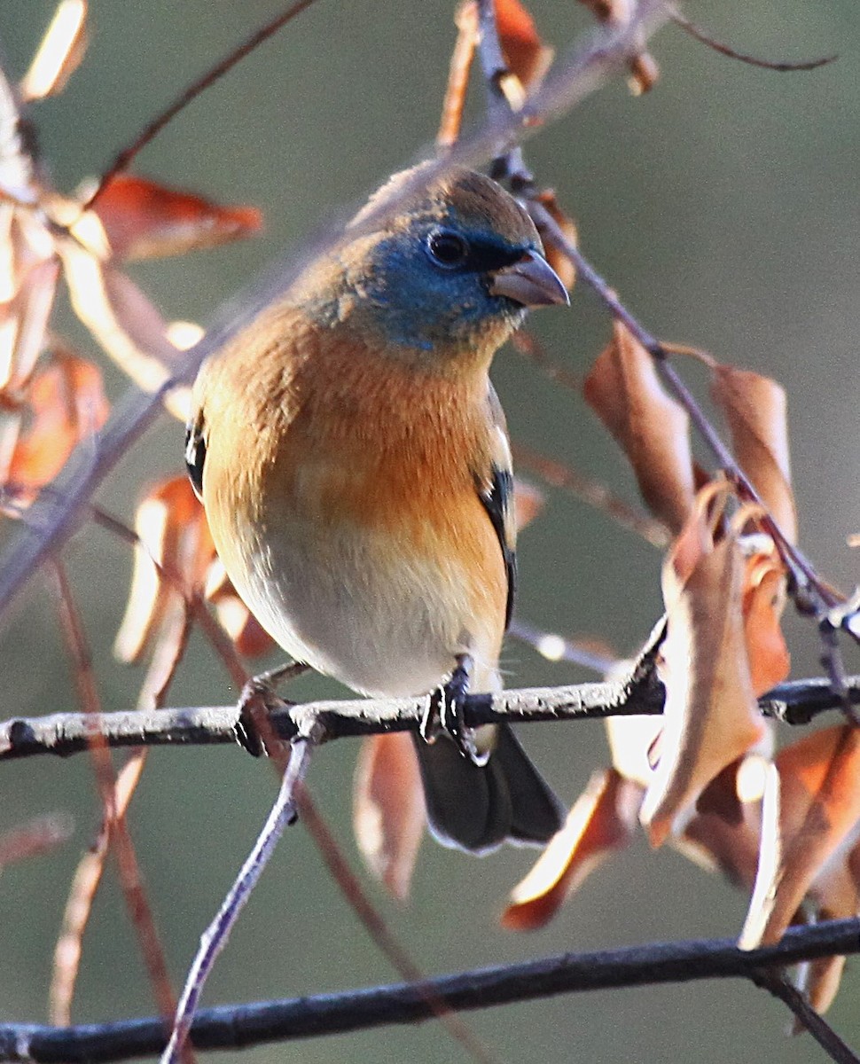 Lazuli Bunting - ML646697577