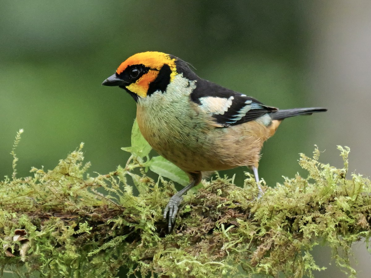 Tangara Carafuego - ML646697579