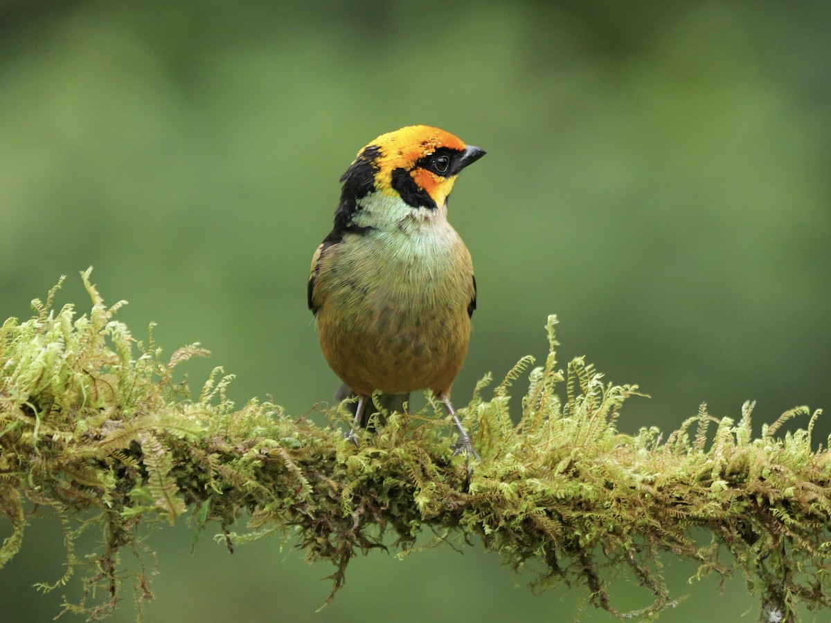 Tangara Carafuego - ML646697580