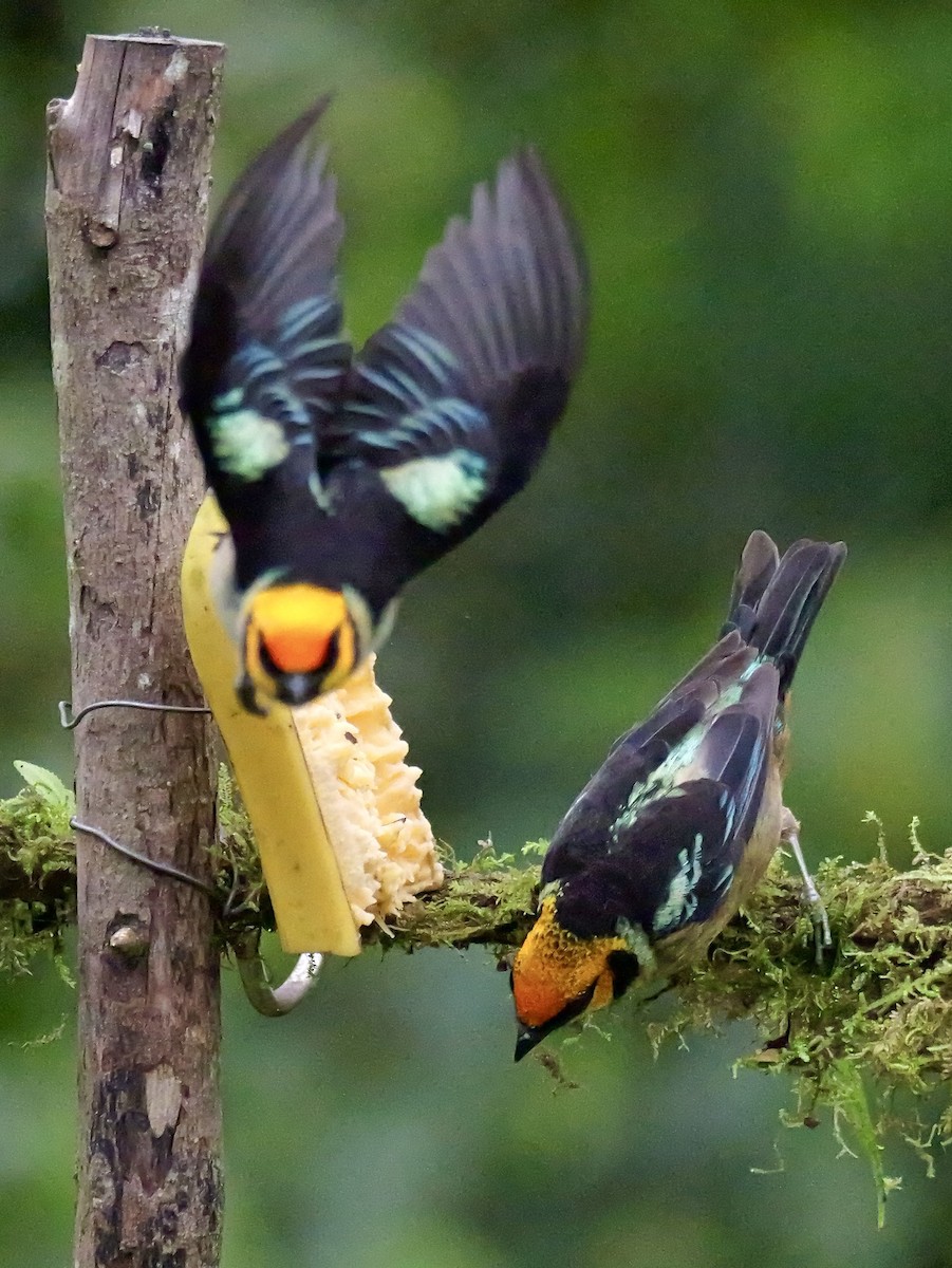 Tangara Carafuego - ML646697581