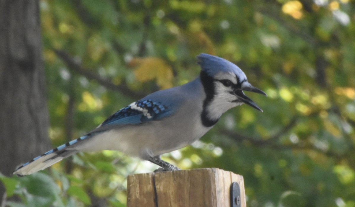 Geai bleu - ML646697582