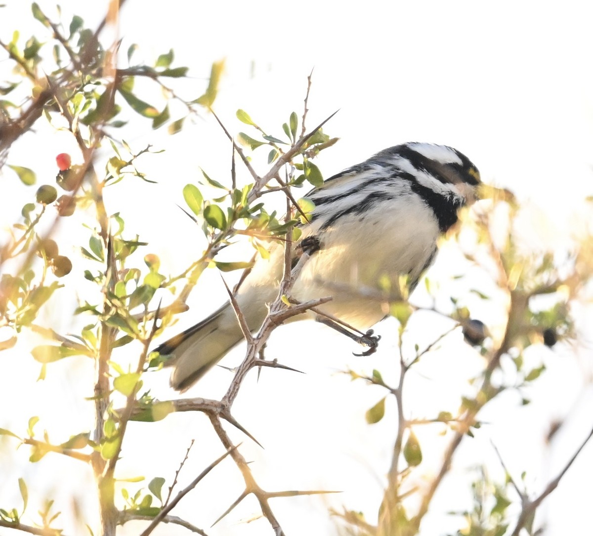 Trauerwaldsänger - ML646697583