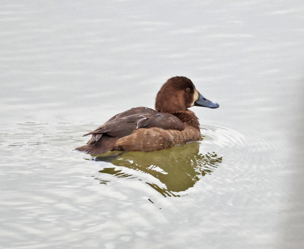 Greater/Lesser Scaup - ML646697586