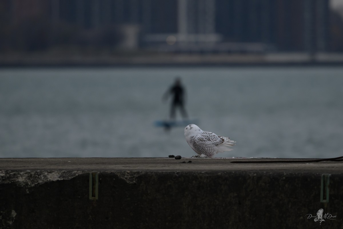 Snowy Owl - ML646697587