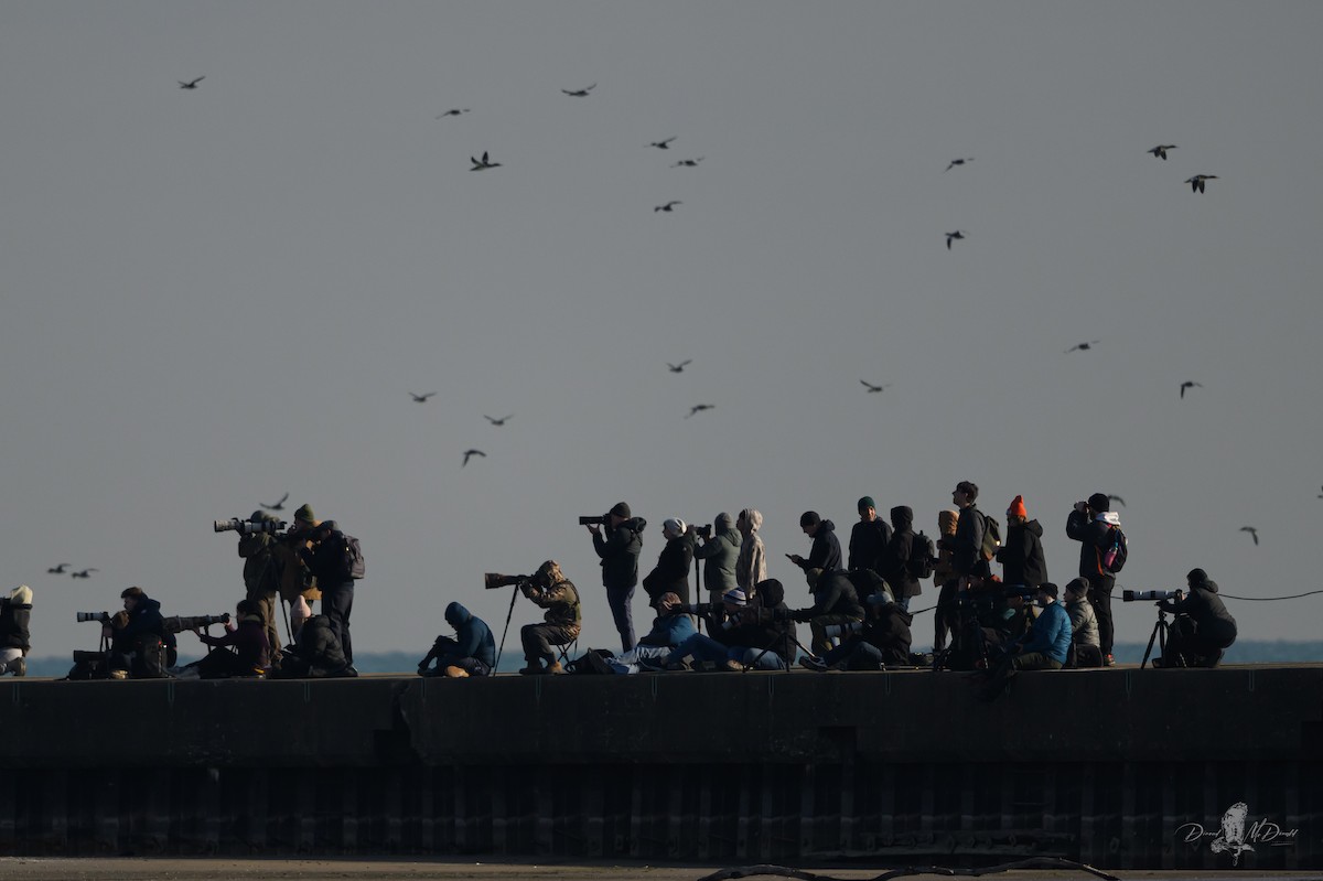 Snowy Owl - ML646697588