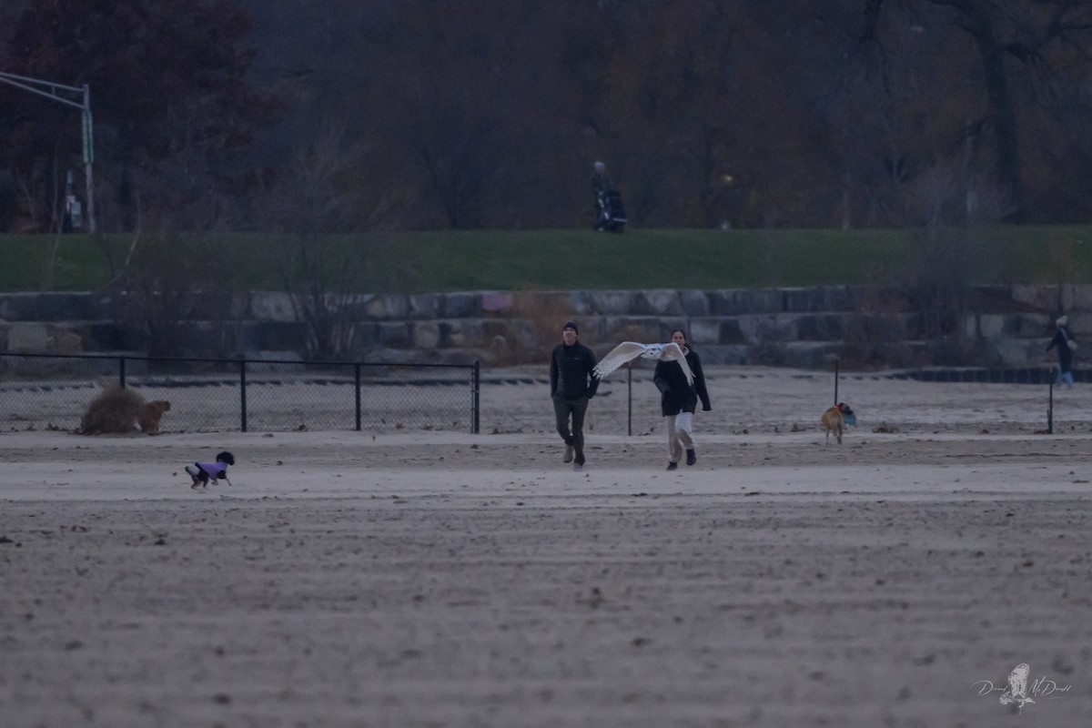 Snowy Owl - ML646697589