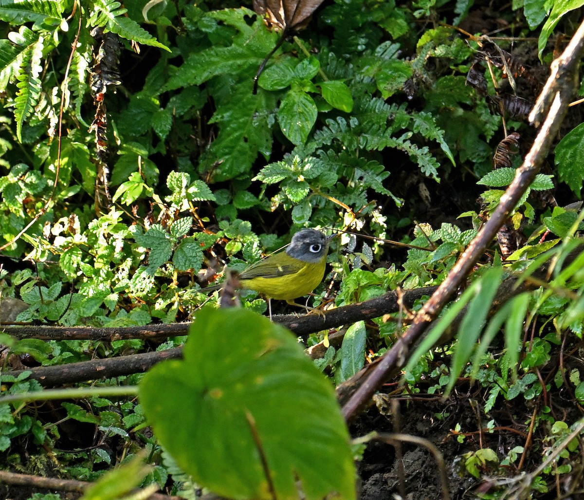 budníček šedolící - ML646697591