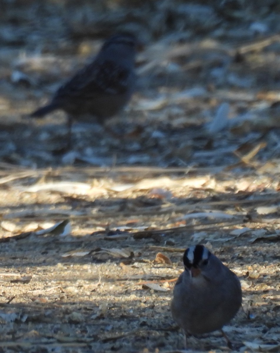 White-crowned Sparrow (Gambel's) - ML646697594