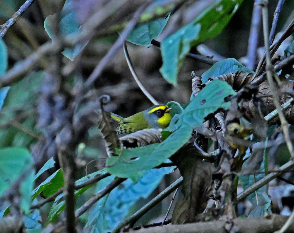 Black-faced Warbler - ML646697599
