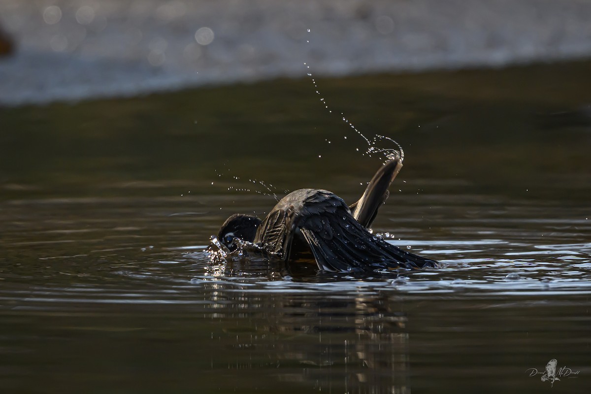 American Robin - ML646697601