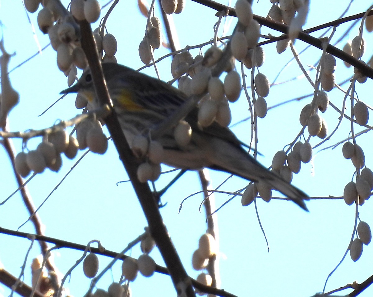 Yellow-rumped Warbler (Audubon's) - ML646697604