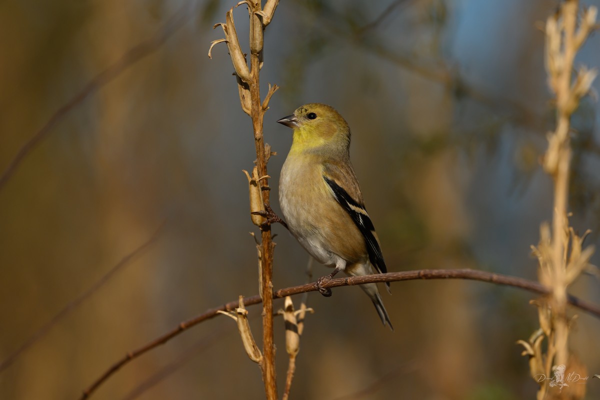 American Goldfinch - ML646697606