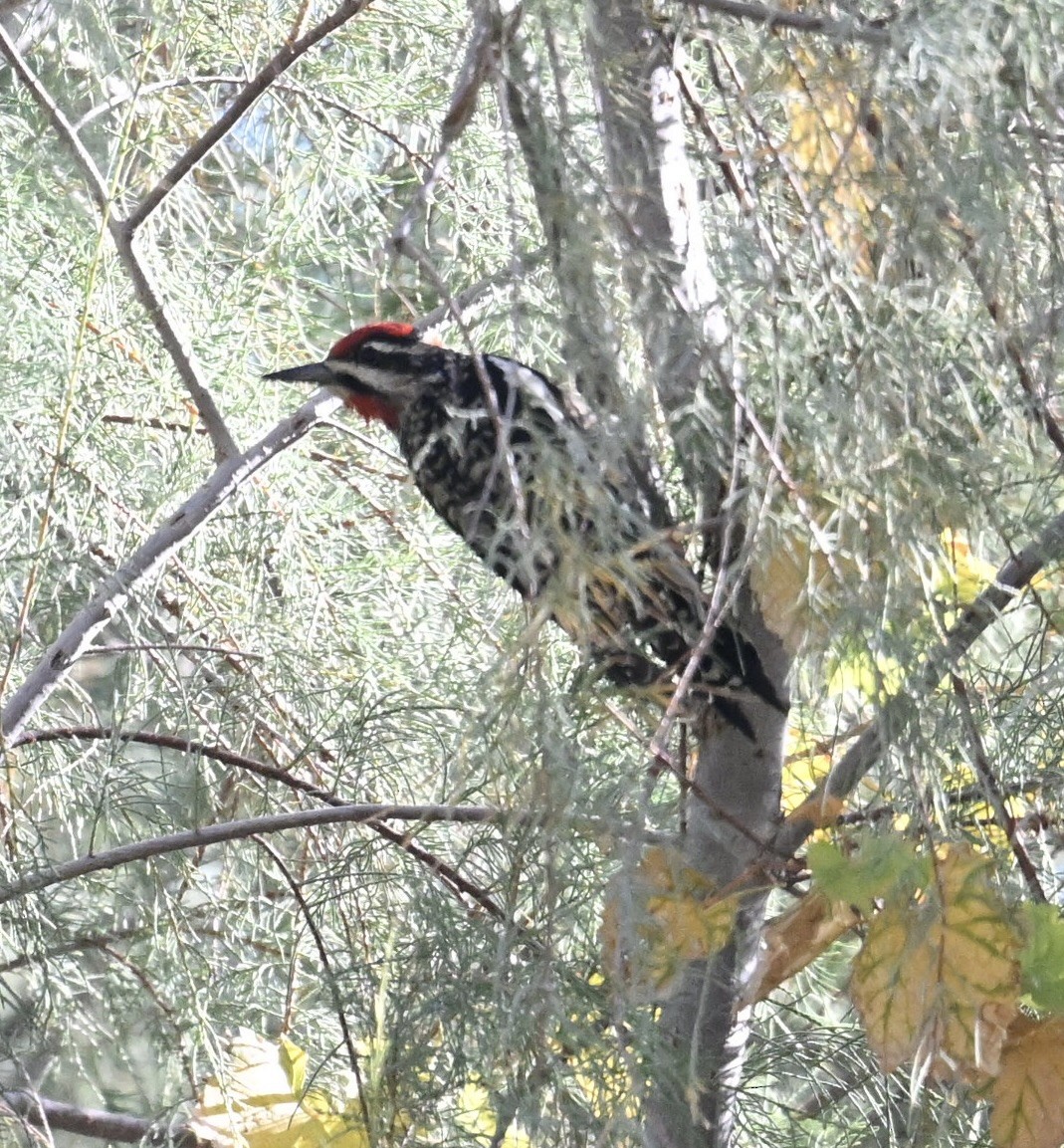 Red-naped Sapsucker - ML646697607